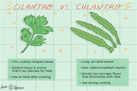 What Is Culantro and How Is It Used?