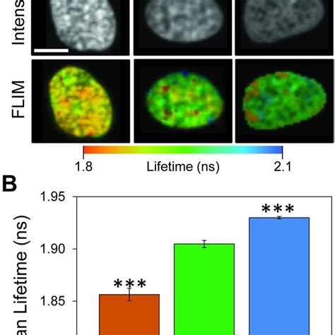 Changes in chromatin condensation state in the nuclear interior impact ...