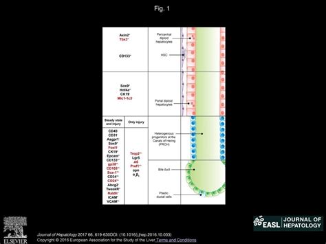 The progenitor cell dilemma: Cellular and functional heterogeneity in assistance or escalation ...