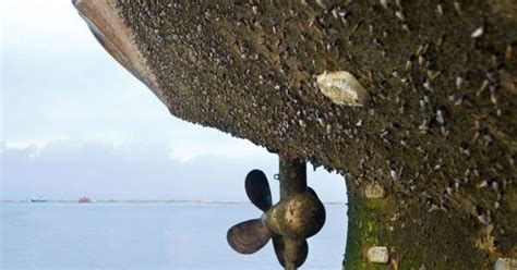 Hull Biofouling – old problem, new challenges - SAFETY4SEA