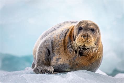 Bearded Seal - Jonathan Bond Photography