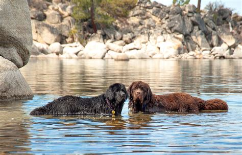 Newfoundland | Dog, Description, Temperament, & Facts | Britannica