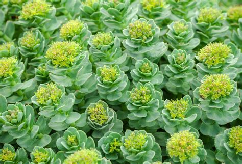 6 Rhodiola Rosea Benefits: What It Is and How to Use It - Perfect Keto