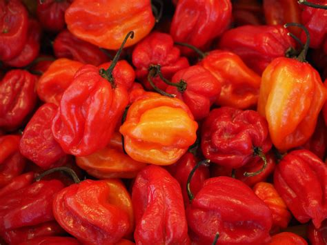 Habanero Seeds – Sandia Seed Company