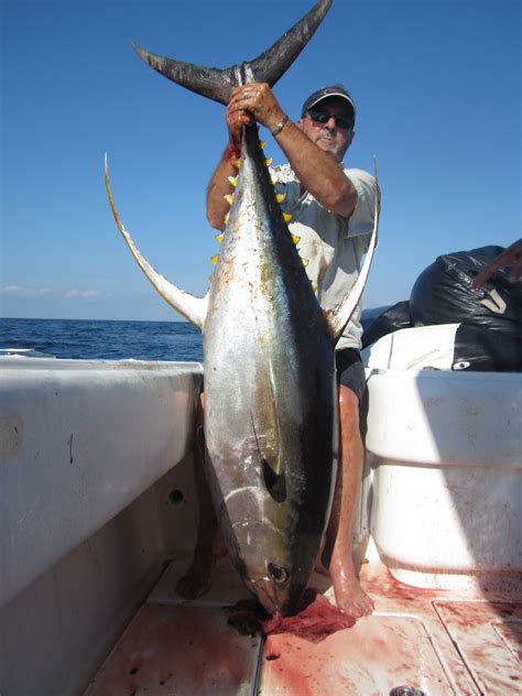 Trophy Yellowfin Tuna - The Hull Truth - Boating and Fishing Forum