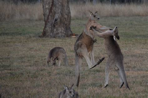 Free stock photo of australia, kangaroos fighting