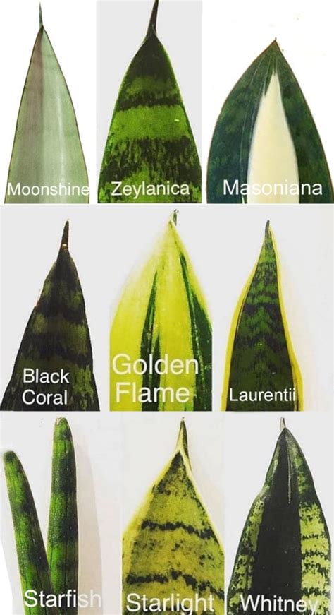 Snake Plant Care & 5 Amazing Benefits of Sansevieria - A Piece Of Rainbow