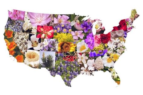 50 State Flowers, State Tree, State Birds, And 50 State Nicknames USA