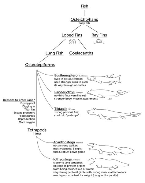 Five fossils important for understanding tetrapod evolution | Lucky Sci