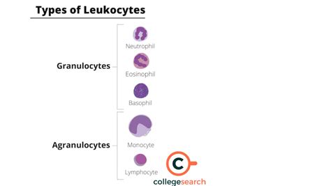 Difference Between Granulocytes and Agranulocytes: Definitions, Types, and Functions | CollegeSearch