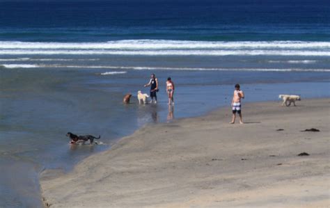 Del Mar Dog Beach – North Beach, Del Mar, CA - California Beaches