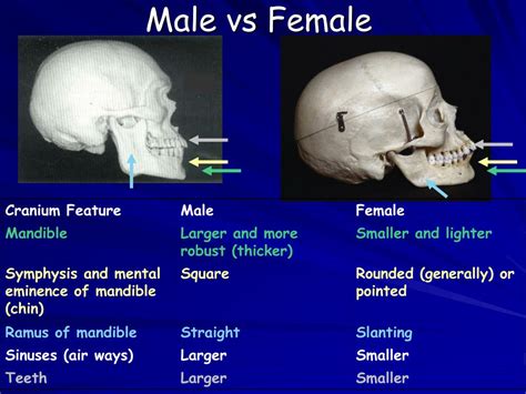 PPT - Online Lecture: Features of Male and Female Skulls Table PowerPoint Presentation - ID:6875499