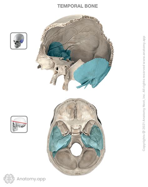 Temporal bone | Encyclopedia | Anatomy.app | Learn anatomy | 3D models, articles, and quizzes