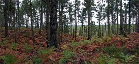 Dorset Allsorts: Wareham Forest in Autumn