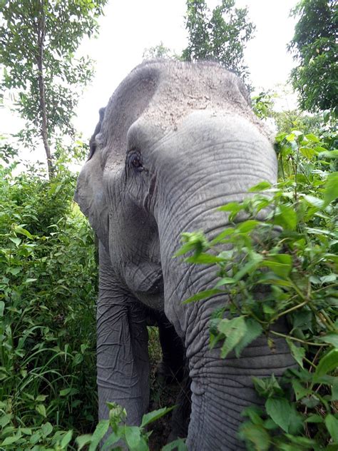 Volunteer at Cambodia Wildlife Sanctuary | Save Elephant Foundation