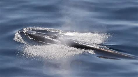 Rice's whale endangered: Stricter oil and gas restrictions needed to ...