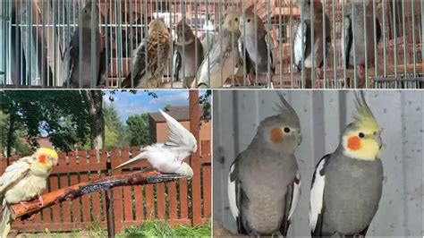 Perbedaan Burung Parkit Jantan Dan Betina