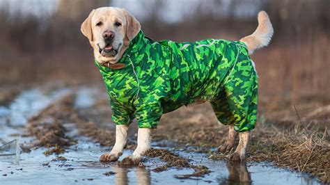 Best waterproof dog coats for wet walks