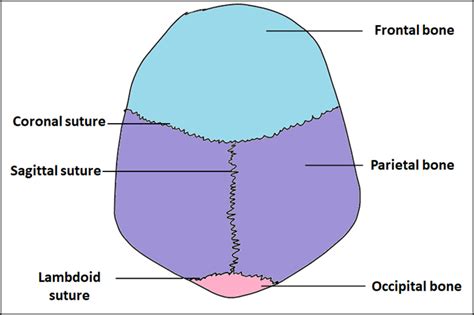 Sagittal Suture