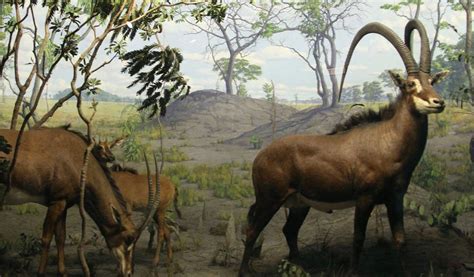 Giant Sable Antelope - Facts, Diet & Habitat Information