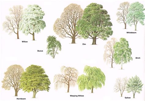 Types of trees – Medway Valley Line