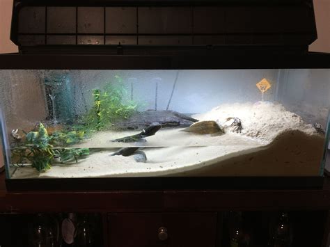 Fiddler crab tank | Turtle tank, Turtle tank setup, Diy fish tank