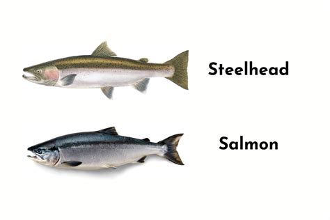 Salmon Vs Steelhead: Battle of the Tasty Titans