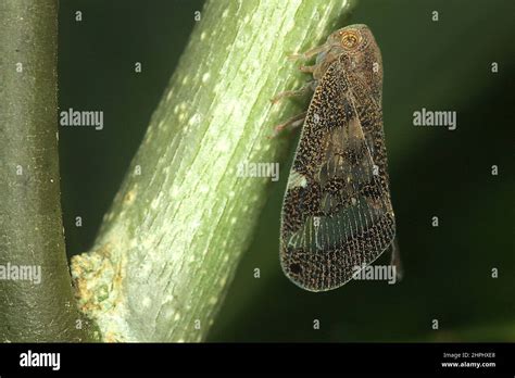 Juvenile and adult passion vine hopper (Scolypopa australis Stock Photo - Alamy