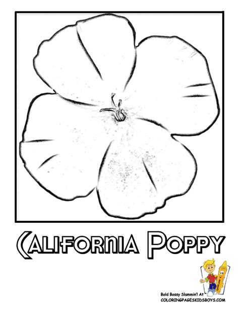 California State Flower Coloring Pages