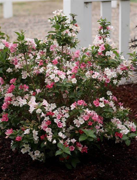 Czechmark Trilogy Weigela packs a lot of flower power into a height of ...