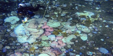 Coral Bleaching Taskforce: more than 1,000 km of the Great Barrier Reef has bleached