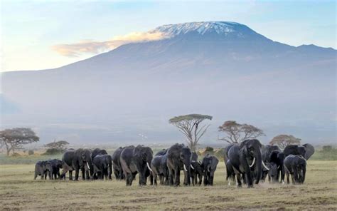 5 Things to Do at Amboseli National Park - Kenya Geographic