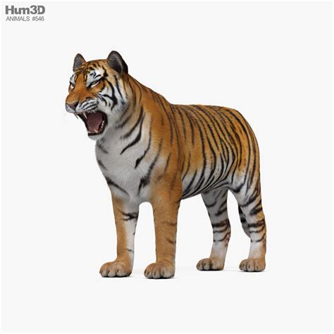 Tiger Roaring 3D model - Download Mammals on 3DModels.org