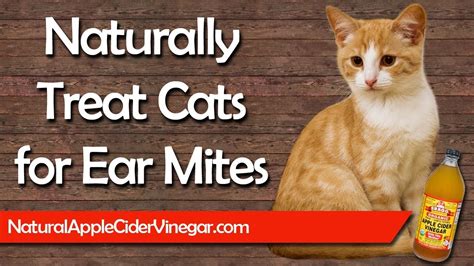 What Is Best Treatment For Ear Mites In Cats