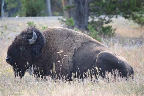 Natural Weekends - The Bison Of Yellowstone - The Soundings