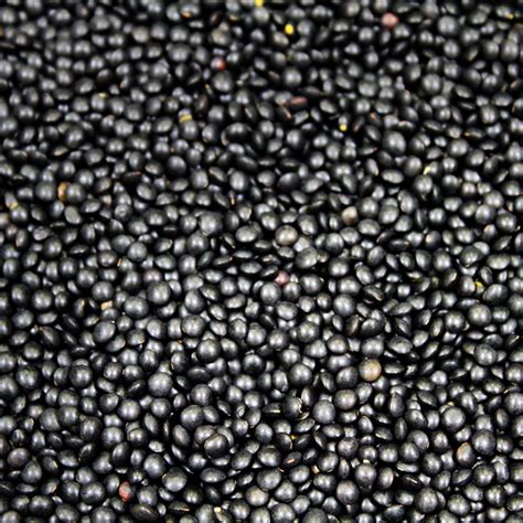 Organic Black Beluga Lentils® – Timeless Natural Food®