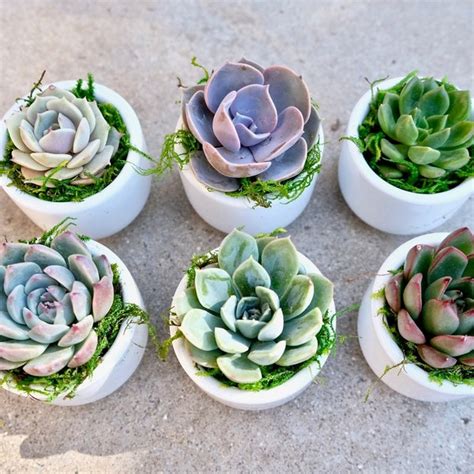 Mini Succulents Bulk - Etsy