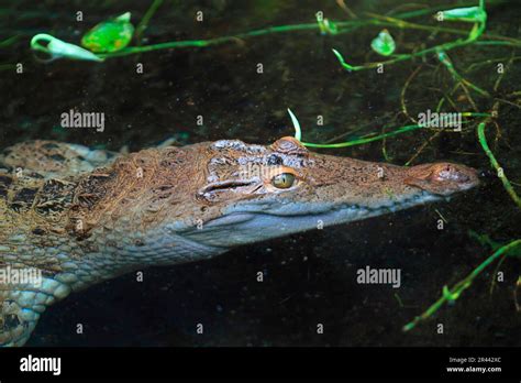 Philippine crocodile (Crocodylus mindorensis Stock Photo - Alamy