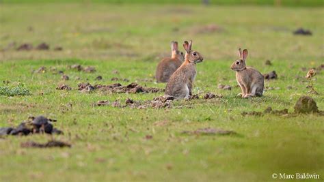 Habitat Of European Rabbit at Owen Ramos blog