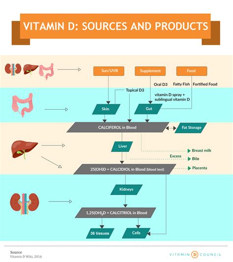 How a Vitamin D Lamp works – SPERTI