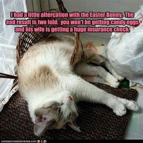 funny easter cat memes #eastermemes #memes #easter #funnymemes #passovermemes Funny Animal ...