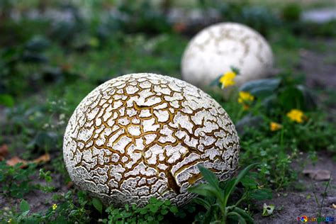 Creature Feature: Puffball Mushroom - Raritan Headwaters