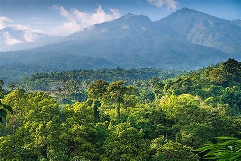 5 Countries With the Largest Rainforest Coverage - WorldAtlas.com