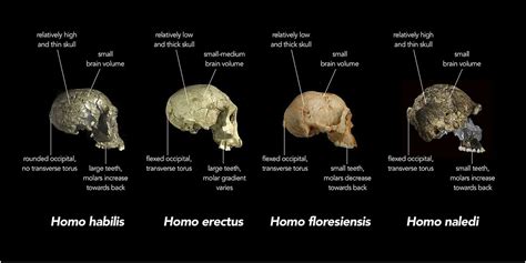 26. Homo naledi | The History of Our Tribe: Hominini