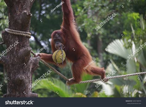 1 Orangutans eating durian Images, Stock Photos & Vectors | Shutterstock