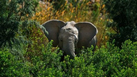 Africa’s Elephants Now Endangered by Poaching, Habitat Loss