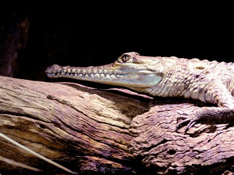 Freshwater Crocodile On Log Free Stock Photo - Public Domain Pictures