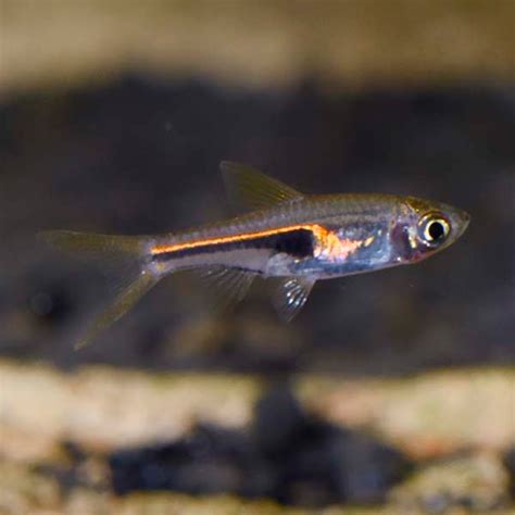 Lambchop Rasbora | Tropical fish for freshwater aquariums