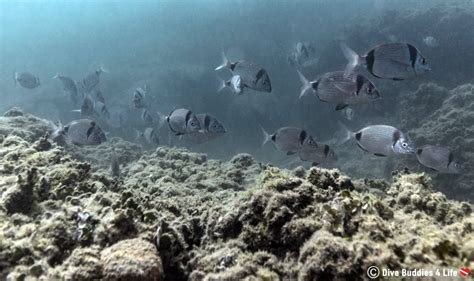 Baiae, Italy's Version of Atlantis | Dive Buddies 4 Life