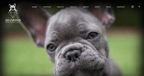 The 18 Best French Bulldog Breeders In North Carolina - Frenchie Journey